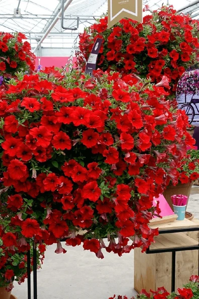 Muka Botanik Kırmızı Petunya Çiçeği / 20 Adet Petunya Tohumu ürün görseli