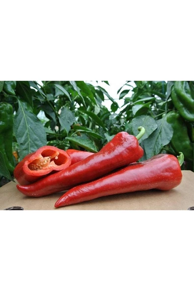 Muka Botanik 20 Adet Tatlı Kırmızı Biber Tohumu - Resim 2