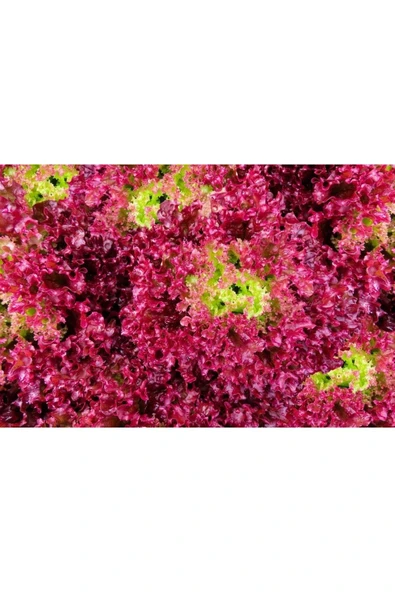Muka Botanik 100 Adet Organic Ruby Red Leaf Marul Tohumu ürün görseli