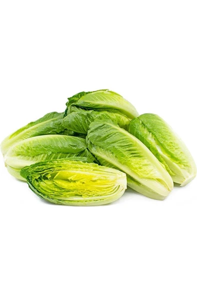 Muka Botanik 100 Adet Parris Island Romaine Marul Tohumu - Resim 3