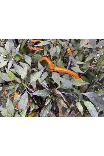 Muka Botanik Halloween Black And Orange Thai Biber Tohumu - Resim 2