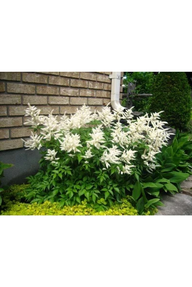 Muka Botanik 30 Adet Mıxed Colors Astılbe Bunter Tohumu - Resim 5