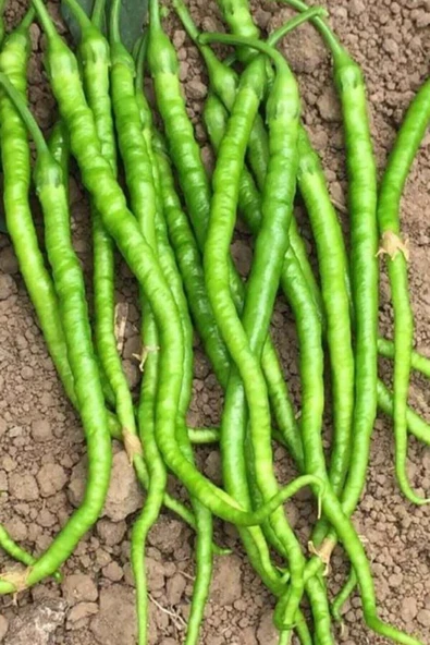 Muka Botanik Tatlı Kıl Biber Tohumu 25 Adet ürün görseli