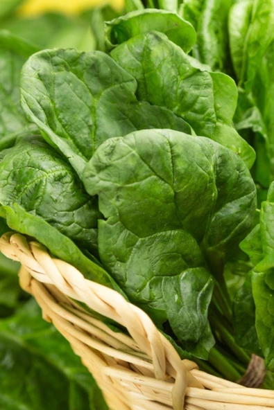 Muka Botanik Geniş Yapraklı, Yerli Ispanak Tohumu / 20 Adet Tohum ürün görseli