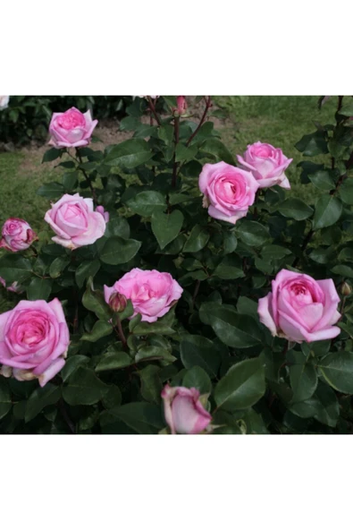 Muka Botanik 5 Adet Pembe Beverly Gül Tohumu - Resim 2