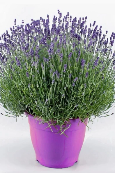 Muka Botanik Yerli Yediveren Lavanta/ 20+ Adet Tohum - Resim 2