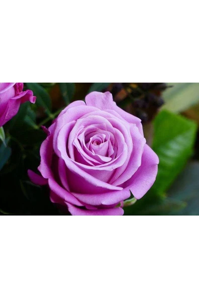 Muka Botanik 5 Adet Purple Rose, Rosa Setigera Tohumu - Resim 3