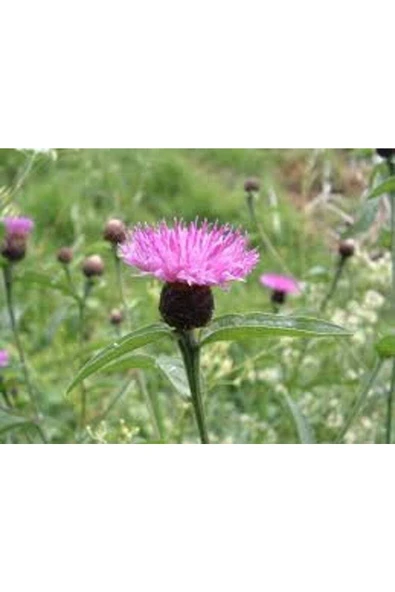 Muka Botanik 10 Adet Natural Centaurea Royal Pink Tohumu - Resim 4