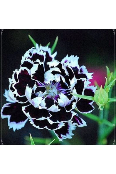 Muka Botanik 10 Adet Dianthus Heddewigii Black White Carnation Tohumu ürün görseli