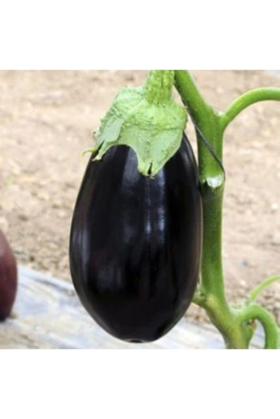 Muka Botanik Nadir Ithal Dev Patlıcan Tohumu Ekim Seti - Resim 3