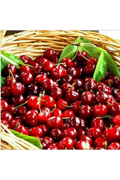 Muka Botanik 20 Adet Bodur Kiraz Ağacı Tohumu - Resim 3