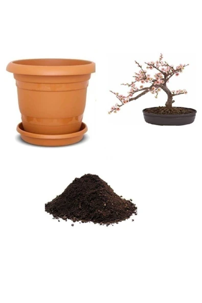 Muka Botanik Ithal Cherry Blossom Bonzai Ağacı Tohumu Ekim Seti ürün görseli