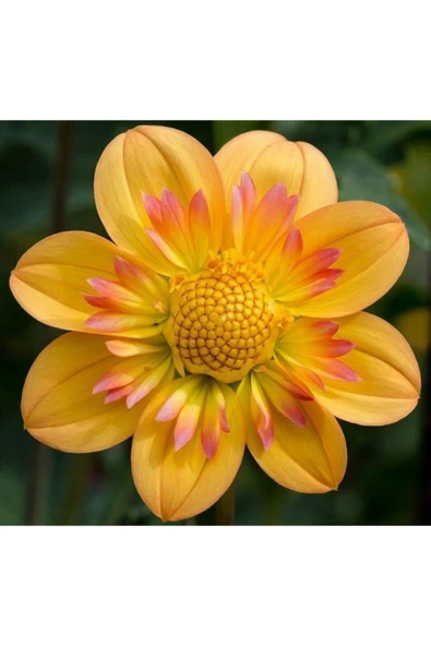 Muka Botanik Mıgnon Yıldız Dahlıa Çiçek Tohumu 10 15 Adet Sarı Pembe ürün görseli