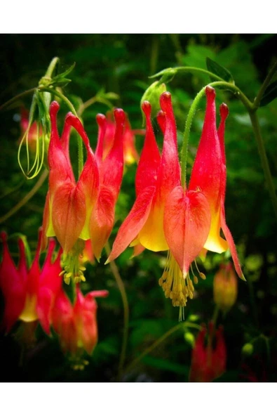 Muka Botanik 5 Adet Native Wild Columbine Tohumu - Resim 2