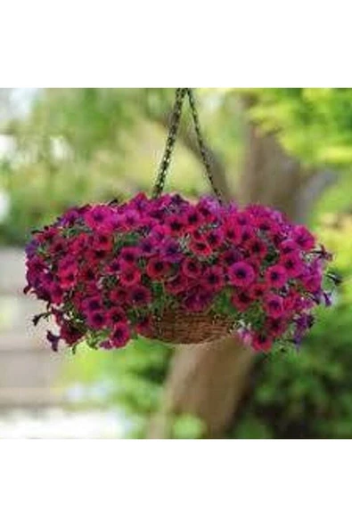 Muka Botanik 10 Adet Natural Creeping Petunia Purple Tohumu - Resim 6