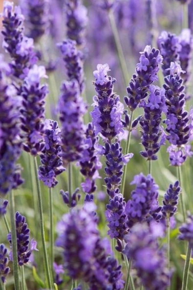 Muka Botanik Yerli Yediveren Lavanta/ 20+ Adet Tohum - Resim 3