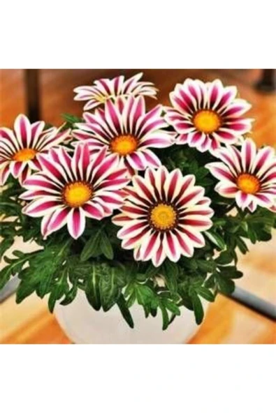 Muka Botanik Şeritli Gazanya Çiçek Tohumu 10 15 Adet ürün görseli