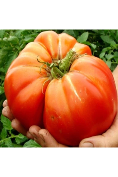 Muka Botanik 20 Adet Dev Polonya Domates Tohumu ürün görseli