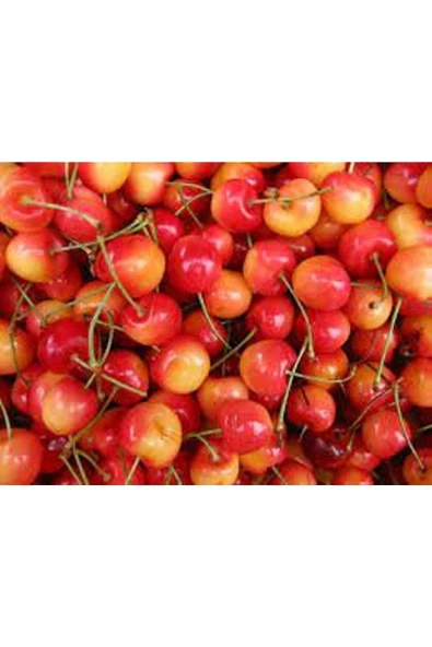 Muka Botanik 20 Adet Kiraz Tohumu - Resim 2