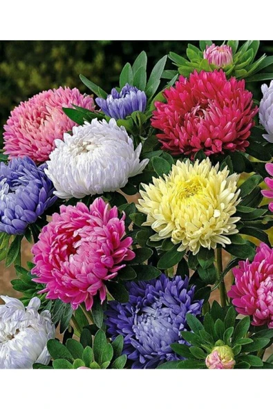Muka Botanik Karışık Pompon Aster Papatya Çiçeği ürün görseli