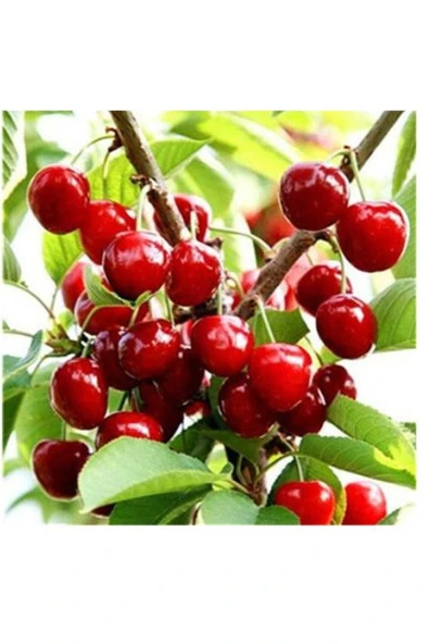 Muka Botanik 10 Adet Bodur Kiraz Ağacı Tohumu - Resim 2