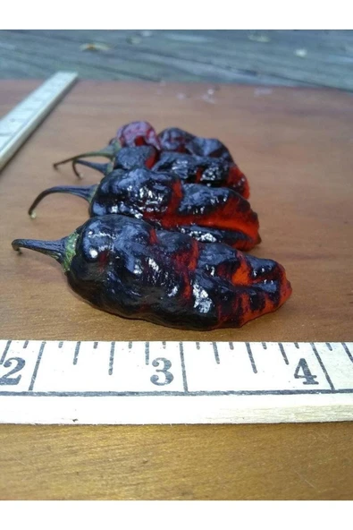 Muka Botanik 10 Adet Blushing Ghost Biber Tohumu - Resim 3