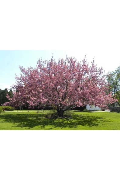 Muka Botanik 20 Adet Kiraz Tohumu ürün görseli