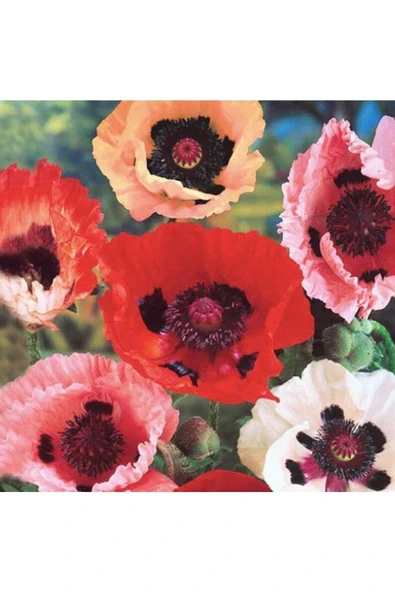 Muka Botanik 10 Adet Pizzicato Poppy Tohumu - Resim 2