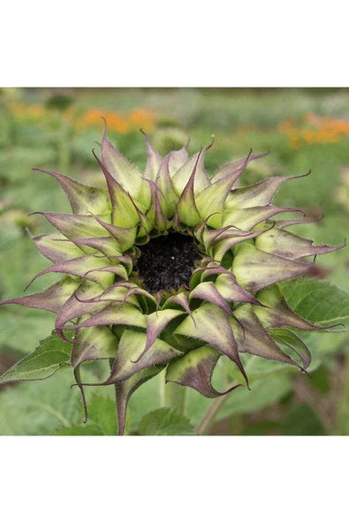 Muka Botanik 10 Adet Sunflower Sun-fill Purple Tohumu - Resim 5