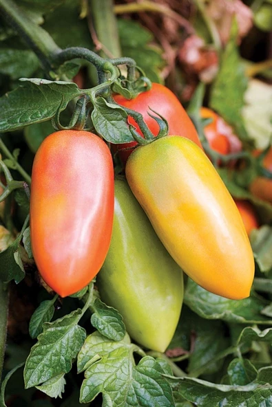 Muka Botanik San Marzano Domates Tohumu / 5+ Adet Tohum - Resim 3