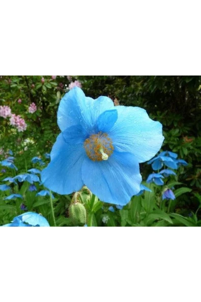 Muka Botanik 10 Adet Blue Hımalayan Poppy Tohumu - Resim 3