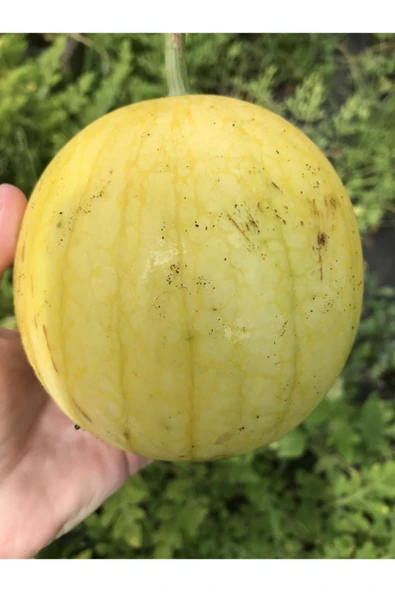 Muka Botanik Atalık Sarı Karpuz Tohumu 5 Adet ürün görseli