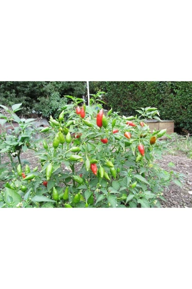 Muka Botanik 20 Adet Inca Red Drop Biber Tohumu - Resim 4