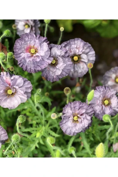Muka Botanik 10 Adet Amazing Grey Poppy Tohumu - Resim 5