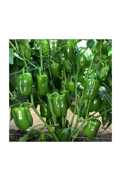 Muka Botanik Meşhur Antep Acı Dolmalık Biber Tohumu 10 Adet Dolmalık Biberi Tohumu - Resim 2