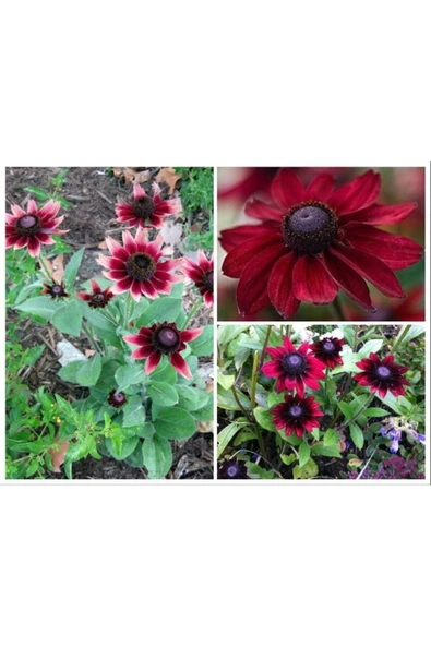 Muka Botanik 10 Adet Red Black Eyed Susan Tohumu ürün görseli