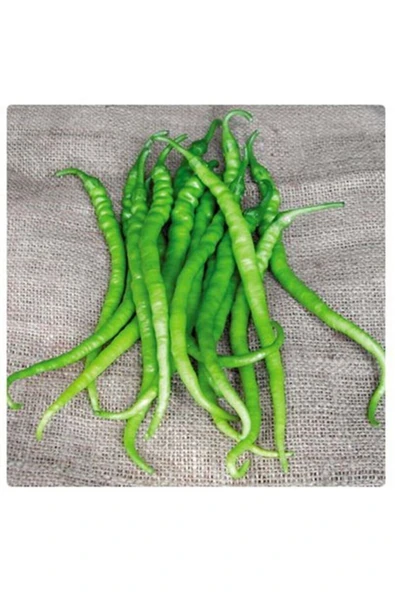 Muka Botanik 10 Adet Acı Kıl Biber Tohumu ürün görseli