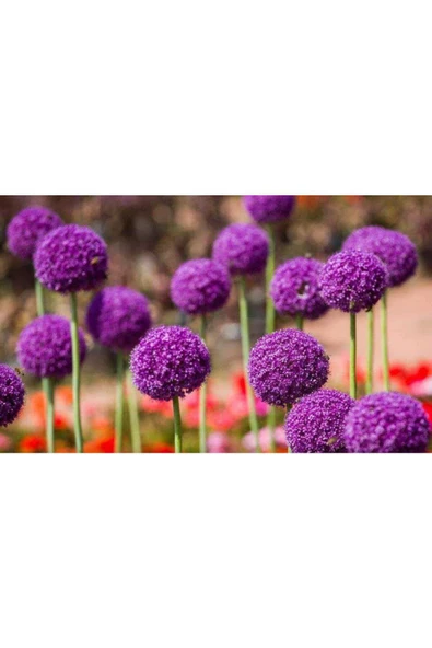 Muka Botanik 20 Adet Giant Ball Onion Allium Christophii Huge Hardy Perennial Tohumu - Resim 2