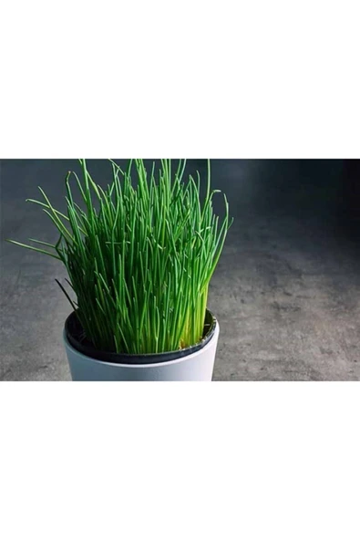 Muka Botanik Frenk Soğanı Tohumu 50 Adet - Resim 2