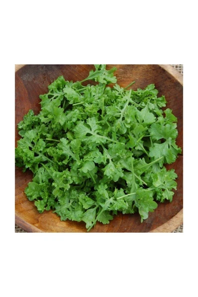 Muka Botanik Nadir Ithal Crinkled Tere Tohumu 100 Adet Tohum ürün görseli