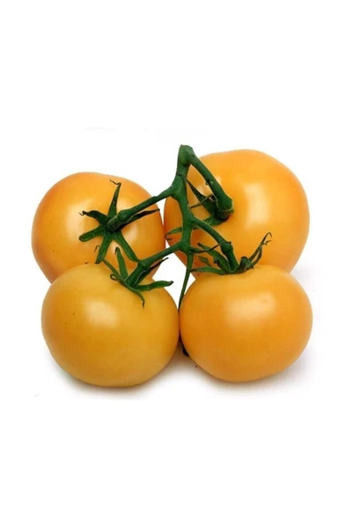 Muka Botanik Nadir Ithal Iri Turuncu Domates Tohumu 10 Adet Tohum ürün görseli