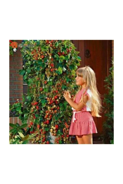 Muka Botanik Ithal Alman Çilek Ağacı Tohumu 20 Adet Tohum ürün görseli