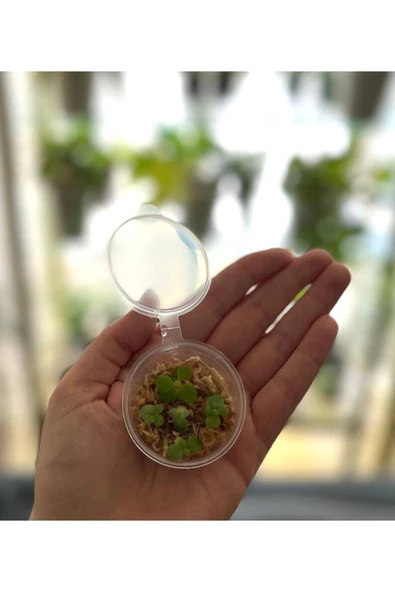 Muka Botanik 5 Adet Mother Of Thousands Tohumu - Resim 2