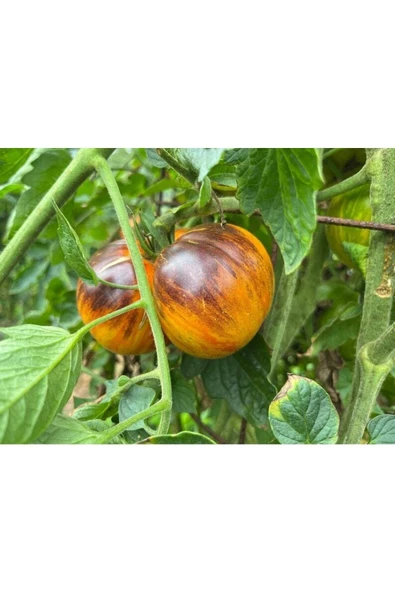 Muka Botanik 10 Adet Dream Heirloom Domates Tohumu ürün görseli
