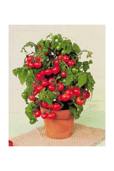 Muka Botanik Cherry Saksılık Domates Tohumu 20 Adet Tohum - Resim 3