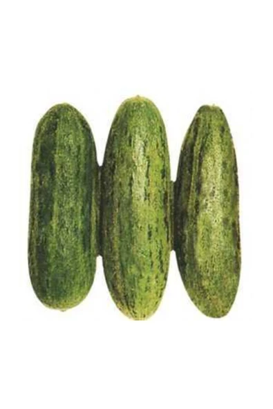 Muka Botanik Süper Paket 500 Adet Tohum Nadir Ithal Çin Badem Acur Tohumu Çin Acuru ürün görseli