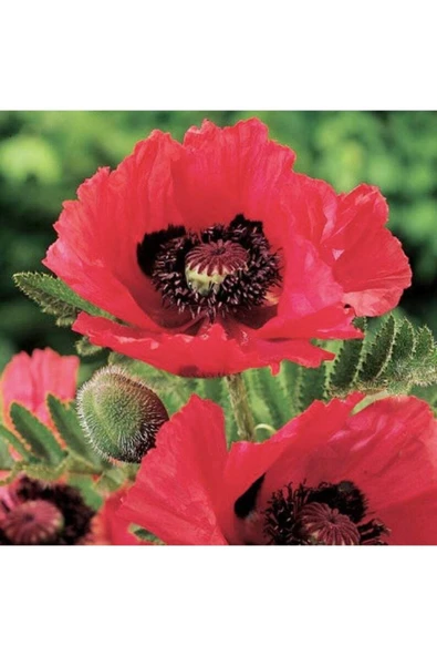 Muka Botanik 10 Adet Pizzicato Poppy Tohumu - Resim 5