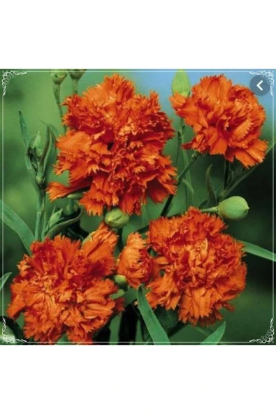 Muka Botanik 10 Adet Chabaud Orange Carnation Tohumu ürün görseli
