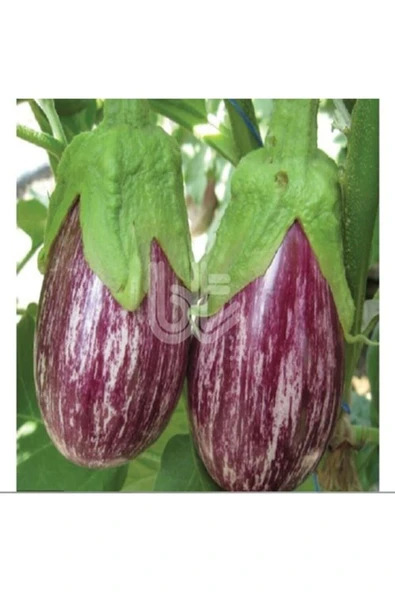 Muka Botanik Ala Çizgili Patlıcan Tohumu ürün görseli