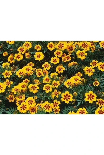 Muka Botanik Sarı Kırmızı Tagetes Çiçeği Tohumu(20 Adet) ürün görseli